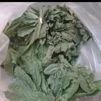الیان کوهی وپیاز چه کوهی و زرشک کوهی وموسیر کوهی