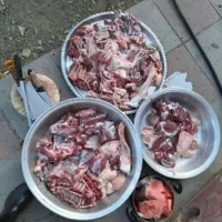 خوش پخت و پرگوشت بره و کم چرب کم دنبه