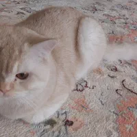 جفت گیری گربه بریتیش