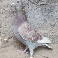 کفش گلی پلاکی ماده