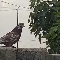 کبوتر