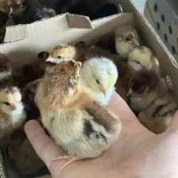 جوجه گلپایگانی کیفیت عالی