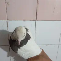 سه تا کفتر طوقی زر نشان..