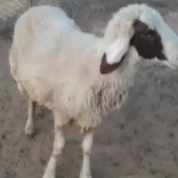 شیشک دوشیره