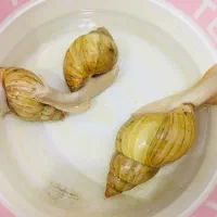 حلزون|خزنده|زابل, |دیوار