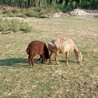 میش بره