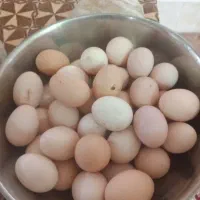تخم مرغ محلی