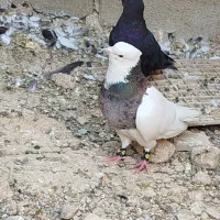 کبوتر  صرب. دم سفید و طوقی