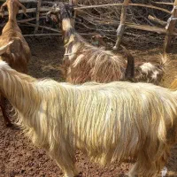 گوسفند فروشی