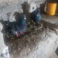کبوتر پلاکی  مسافتی