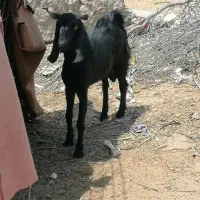 بز نر فروشی