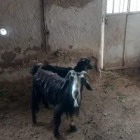 بز و کهره