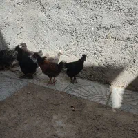 جوجه های طبیعی اصل