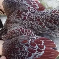 جوجه نژاد ویاندوت