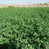 یونجه