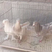 کبوتر نر