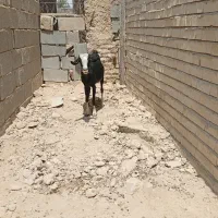 قیمت 20