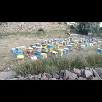 زنبور کارنیکا آلمانی و نژاد ایرانی