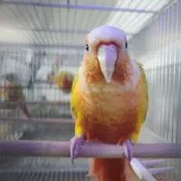 گرینچیک گمشده محدود قاسم نقی رحمت اباد