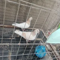 چند جفت کفتر طوقی صده سینه