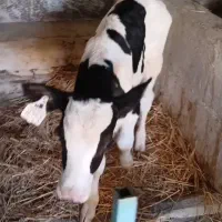 گوساله و گاو هولیشتاین