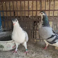 دمگیر