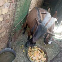 نری آلپاین اصل