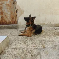 سگ ژرمن شیپرد