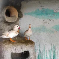 فروش یک جفت اردک ماندارین سفید بالغ دوساله