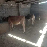 ۳ راس گوساله ماده سیمیتال