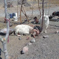 بز فروشی