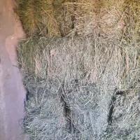 پرس لونجه درجه یک