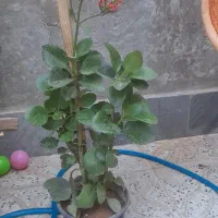 گلهای شاداب