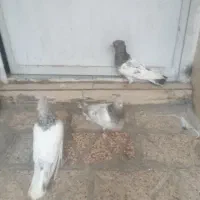 پرنده