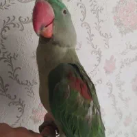 شاه طوطی سره سره قناری