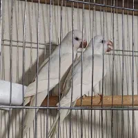 طوطی راهب