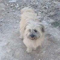 سگ  پا کوتا پش مالو