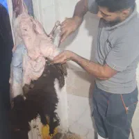 قصاب. سیار.