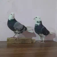 شازده|پرنده|اصفهان, کساره|دیوار
