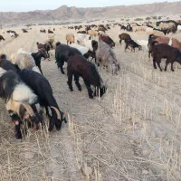 بز ترکی