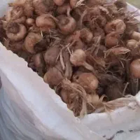 پیاززعفران به زمین