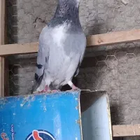 کبوتر دمگیر خرقه