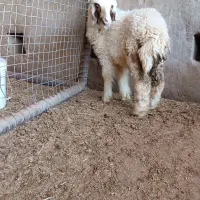 بره نر