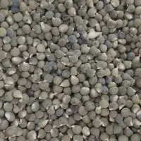 بذر بامیه عراق