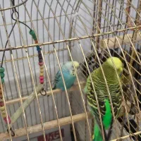 مرغ عشق جفت