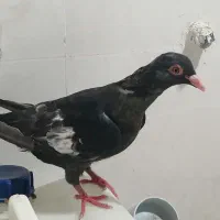 کفتر سرک