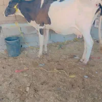 گاو گوساله ماده