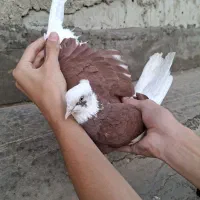 کفتر ماده