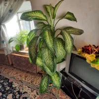 گل زیبای دیفن