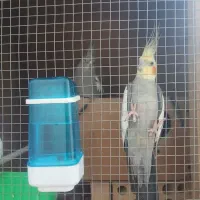 فروش عروس هلندی لوتینو. سینامو|پرنده|یزد, |دیوار